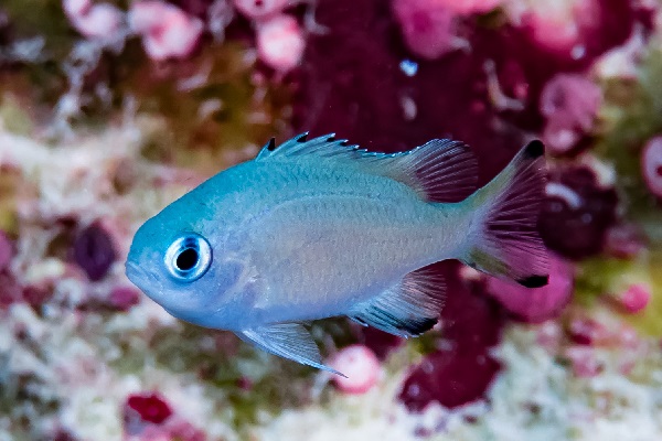 海水魚飼育図鑑